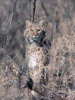 Bobcat (Lynx rufus)