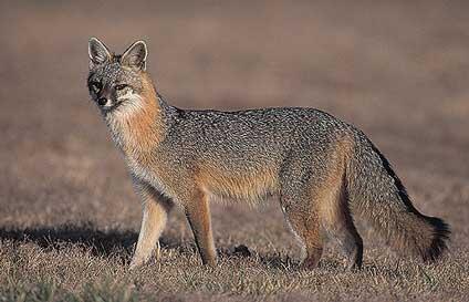 Gray Fox