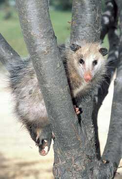 Virginia opossum 