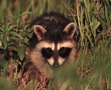 Raccoon