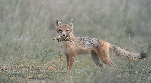 Swift Fox