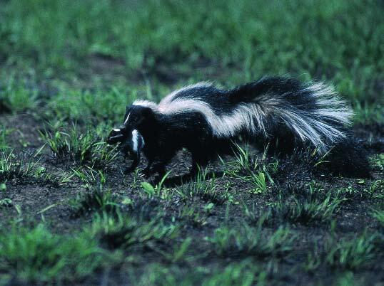 Striped Skunk