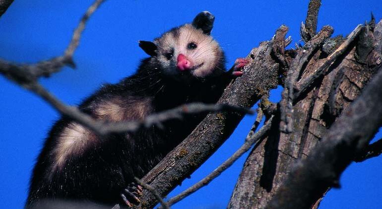 Virginia Opossum