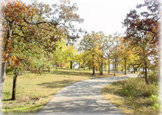 Fall River Trees