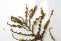 Curly-leaf Pondweed