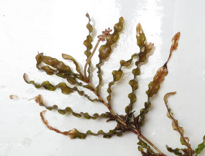 Curly-leaf Pondweed