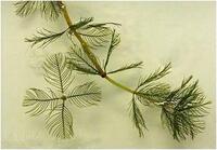 Eurasian Watermilfoil