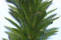 Hydrilla