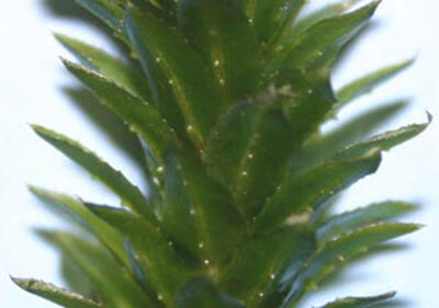 Hydrilla