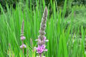 Purple Loosestrife