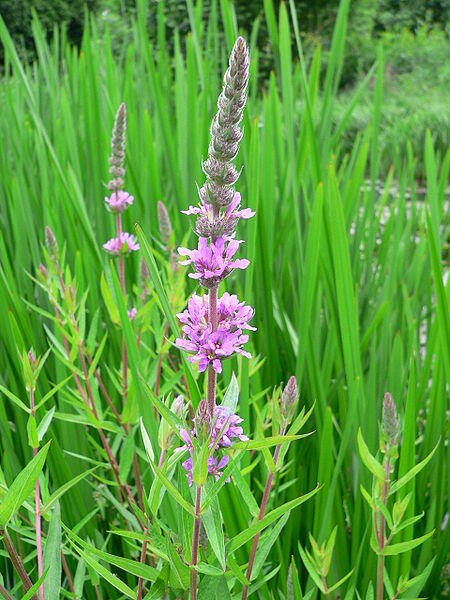 Purple Loosestrife