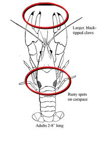 Rusty Crayfish line drawing