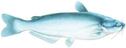 BLUE CATFISH 