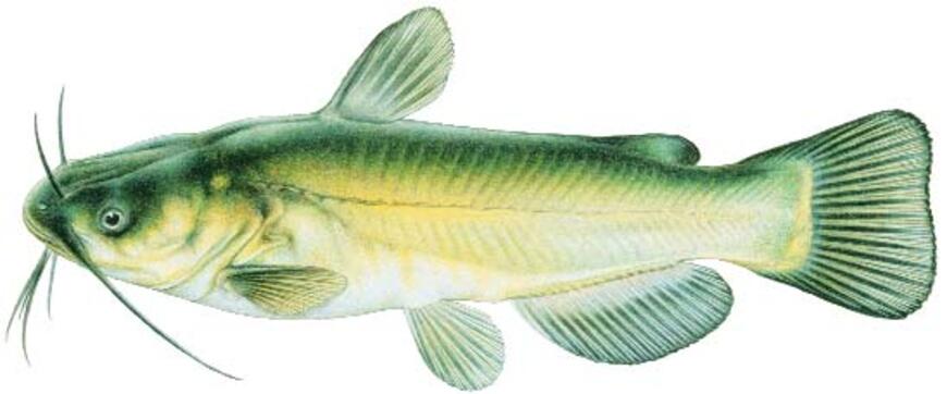 Black Bullhead Image