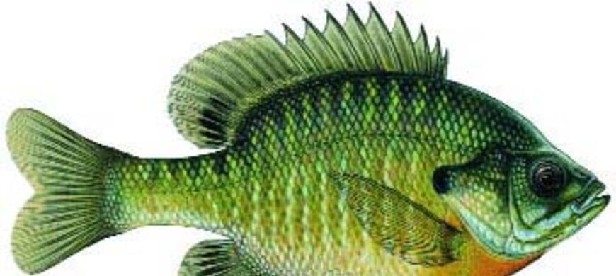 Bluegill Image