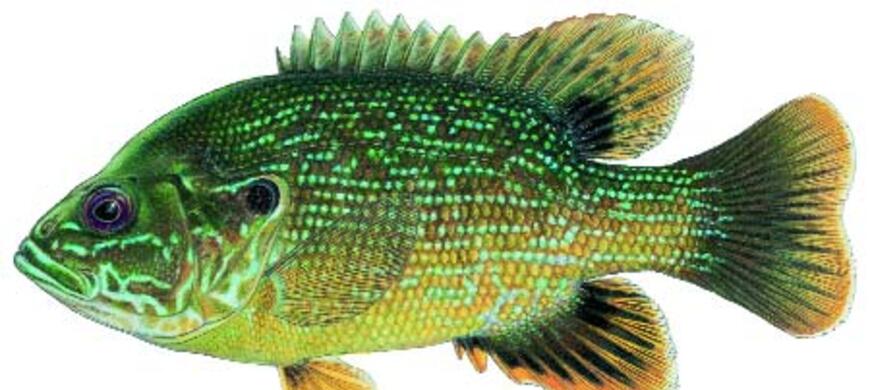 Green Sunfish Image 