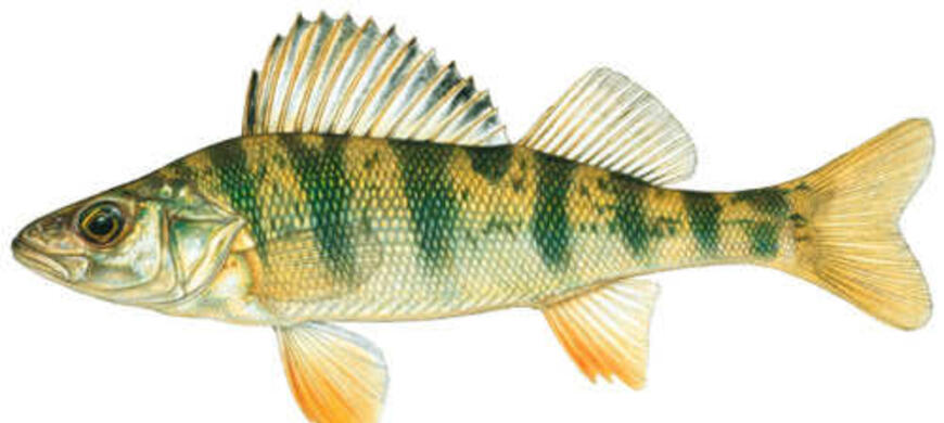 YELLOW PERCH