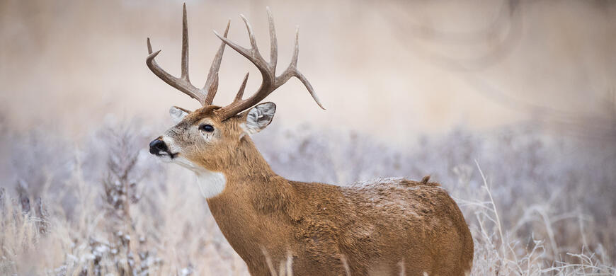 Whitetail Deer