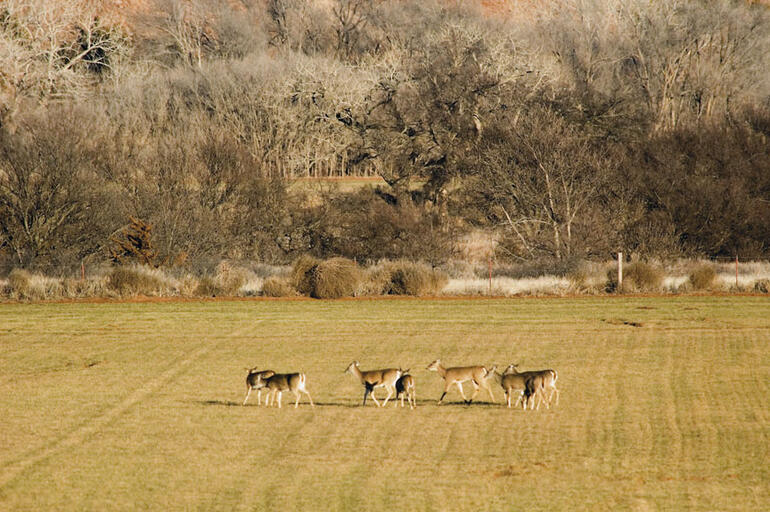 Deer Herd