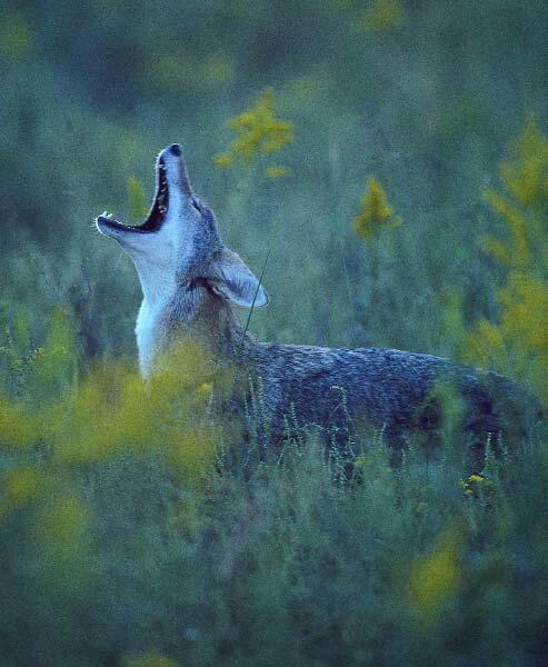 Coyote Howling 