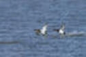 Canvasback