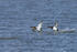 Canvasback