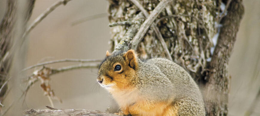 Fox Squirrel