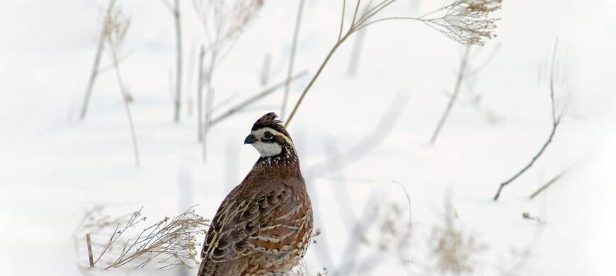 Bobwhite Quail