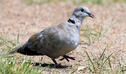 Eurasian-Collared-Dove