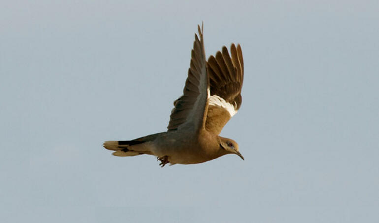 White-Winged-Dove