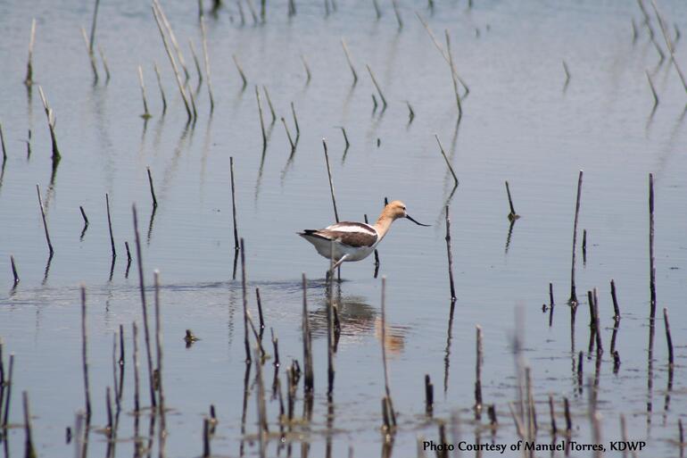 American avocet