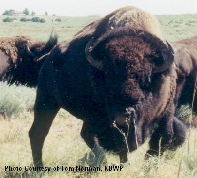 SSWA Adult Bison Bull