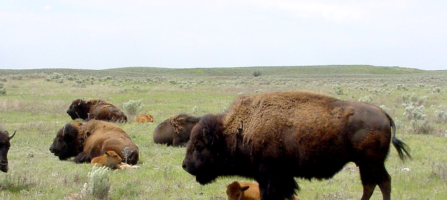 SSWA Cows and Calves