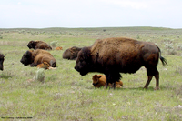 SSWA Cows and Calves