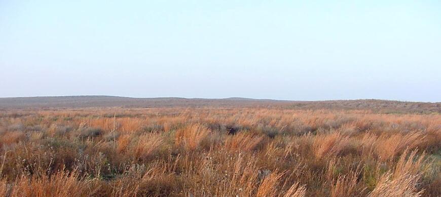 SSWA Grassland