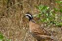 SSWA Male Bobwhite Quail