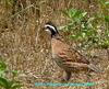 SSWA Male Bobwhite Quail