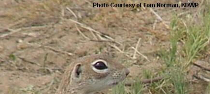 SSWA Spotted Ground Squirrel