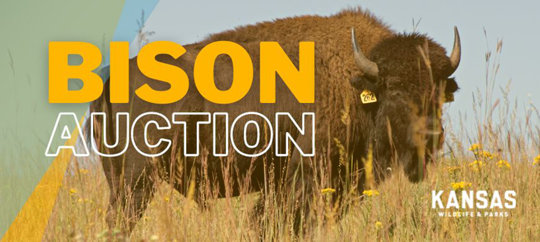 Public Invited to Bison Auction at Maxwell Wildlife Refuge on November 6