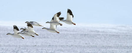 LATE WINTER HUNTERS GET THE GOOSE