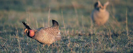 LESSER-PRAIRIE CHICKEN CONSERVATION PLAN LANDOWNER/PRODUCER SIGN-UP PERIOD OPEN