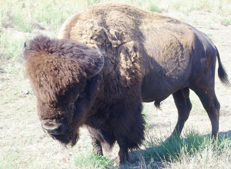 Bison Sale Bull 1