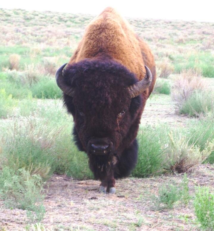 Bison Sale Bull 2