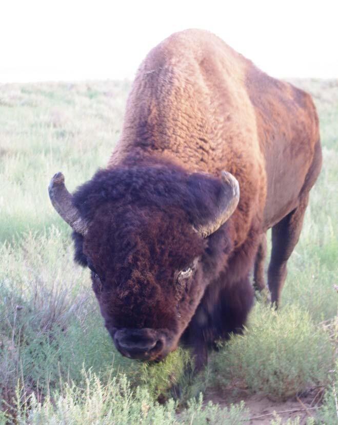 Bison Sale Bull 3