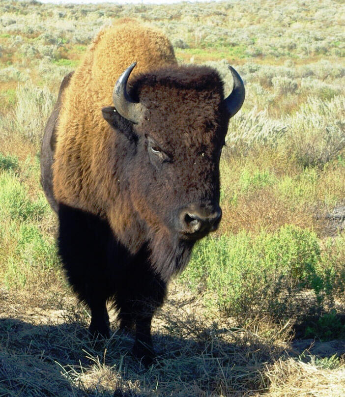 Bison Sale Bull 5