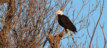 Get an Eye on Eagles Jan. 16