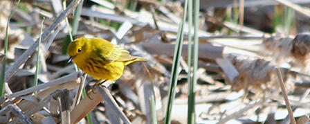 THIRD KANSAS BIRDING BIG YEAR COMPETITION BEGINS