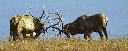 MAXWELL ELK HERD TOUR JAN. 17