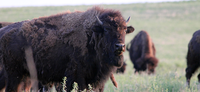 BUFFALO AUCTION AT MAXWELL WILDLIFE REFUGE