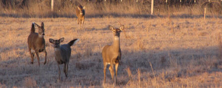 MOTORISTS BEWARE: DEER ON THE MOVE NOW